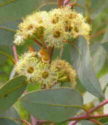 Photography of eucalyptus leaves and flowers