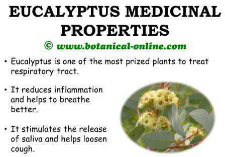 Eucalyptus medicinal properties and benefits