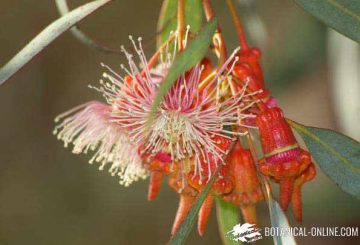 eucalyptus