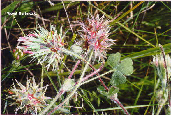 trifolium stellatum