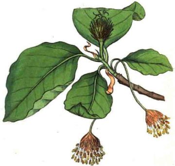 Illustration of the plant