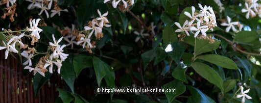 False jasmine (Trachelospermun jasminoides)