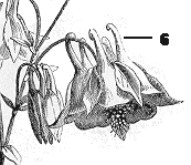 buttercap draw