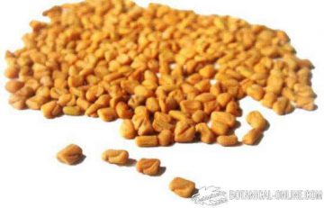 fenugreek 