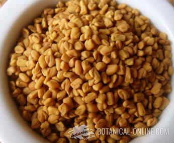 Fenugreek grains