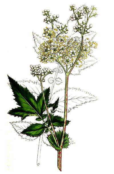 Filipendula ulmaria