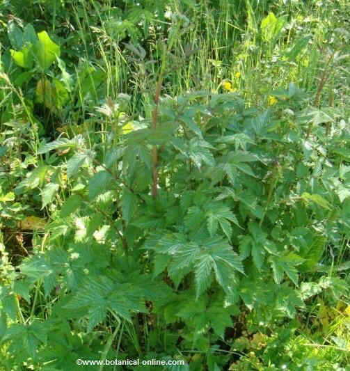 Filipendula ulmaria