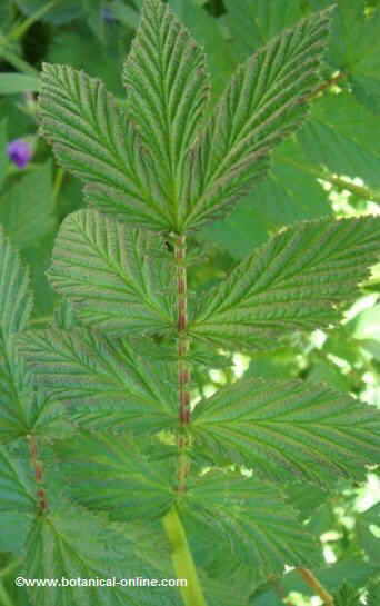 Meadowsweet leaves