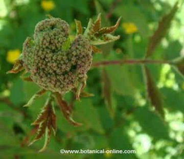 Filipendula ulmaria Meadowsweet flowers