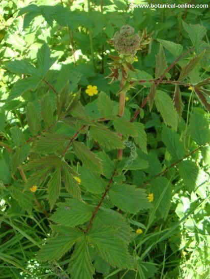 Photo of meadowsweet