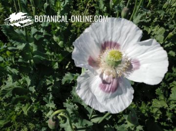 Poppy flower ( Papaver somniferum)