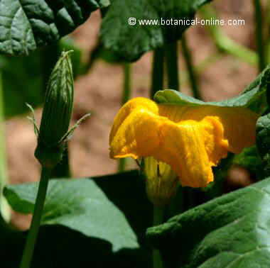 pumpkin flower