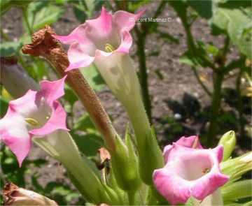 tobacco flower