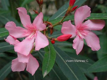 oleander