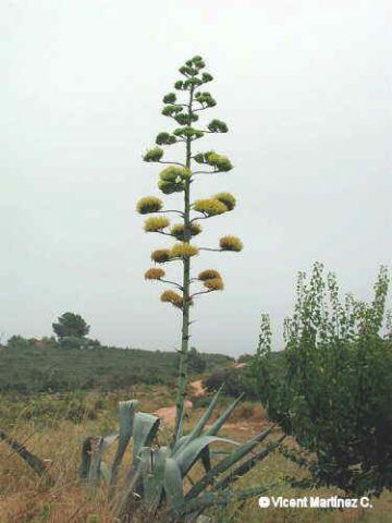 Century plant (Agave americana)