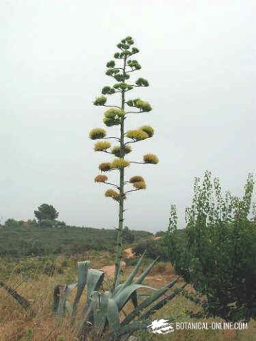 Agave americana