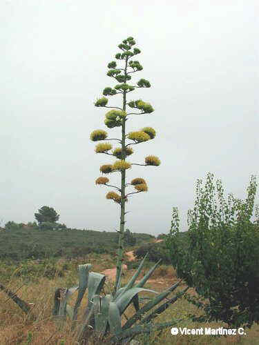 AMERICAN ALOE