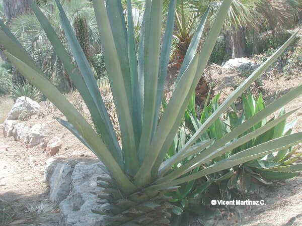 MAGUEY