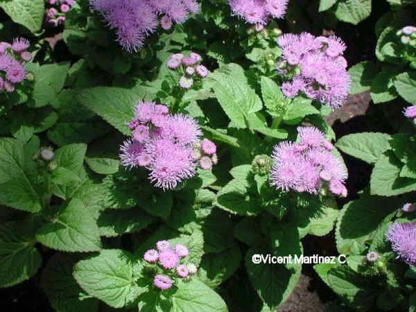 FLOSS FLOWER