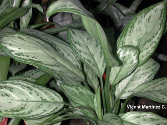 AGLAONEMA