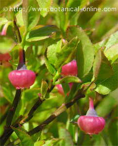 blueberry flowers