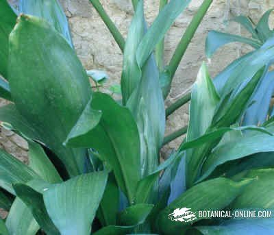 Aspidistra elatior