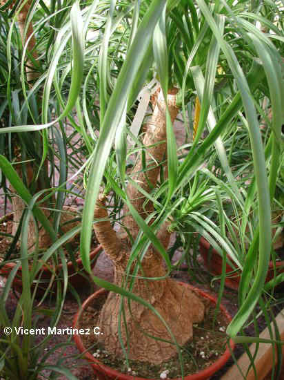 PONYTAIL PALM