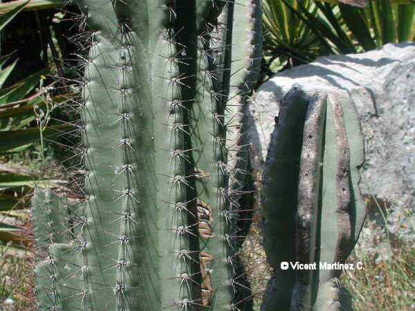 APPLE CACTUS