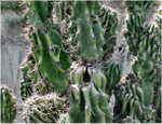 Apple cactus (Cereus peruvianus monstruosus)