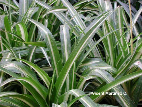 SPIDER PLANT