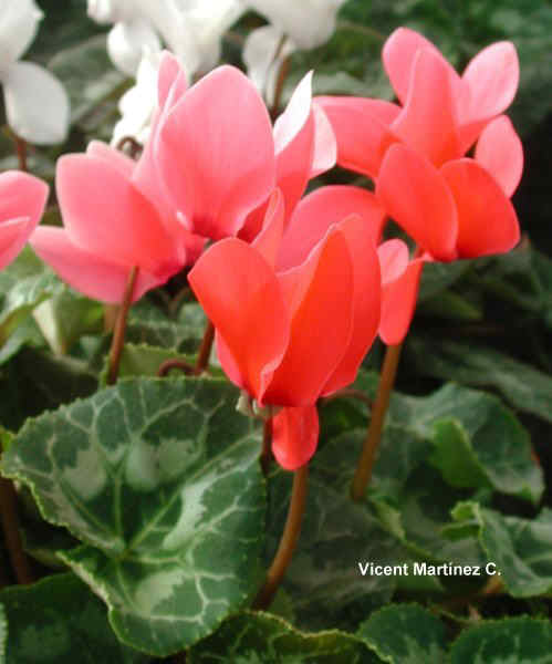 CYCLAMEN