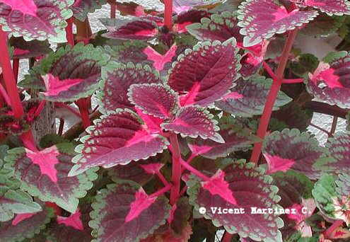 COLEUS