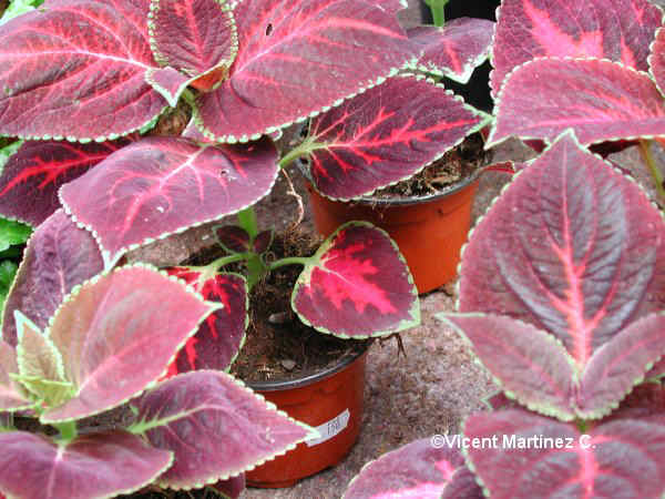 COLEUS