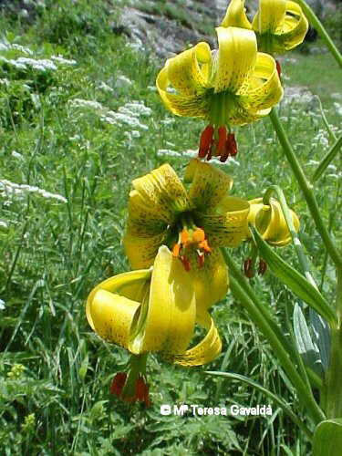 Flower contest december of 2004