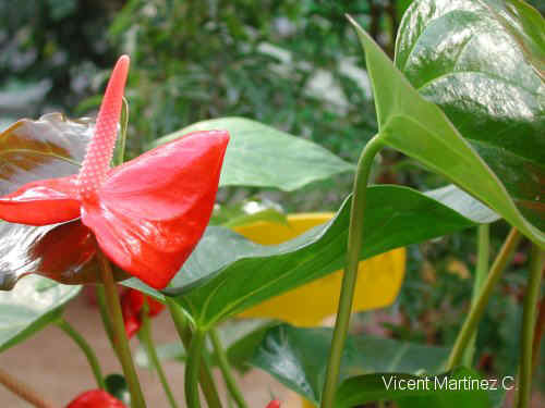 FLAMINGO FLOWER