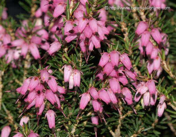 Irish heath flower (Erica erigena)