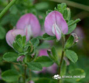 Restharrow flowers and leaves 