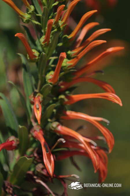 tupa, devil's tobacco (Lobelia excelsa)