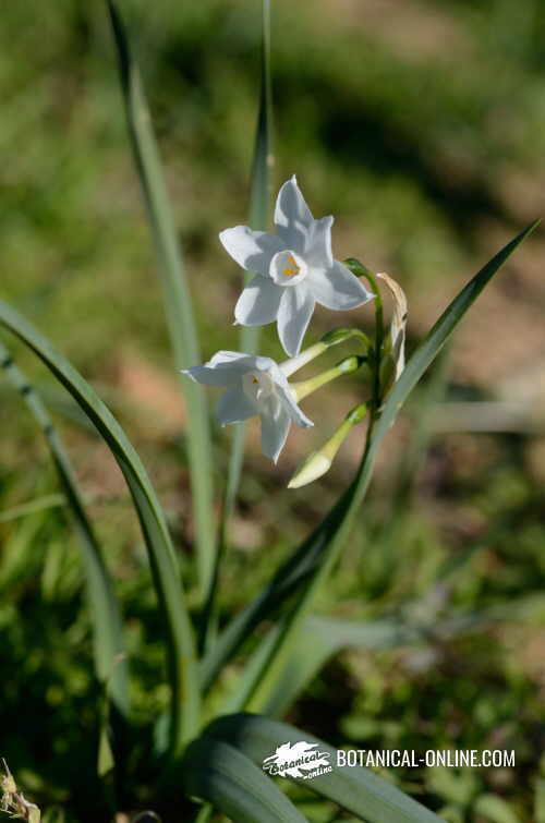 photo of paperwhite (Narcissus papyraceus)