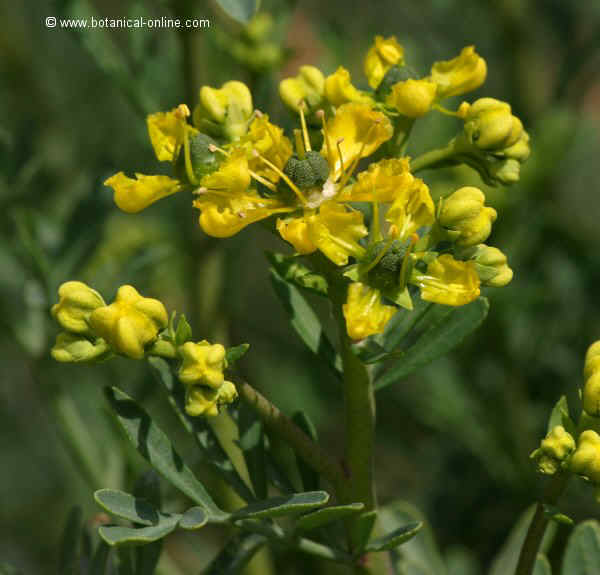 Common rue flowers