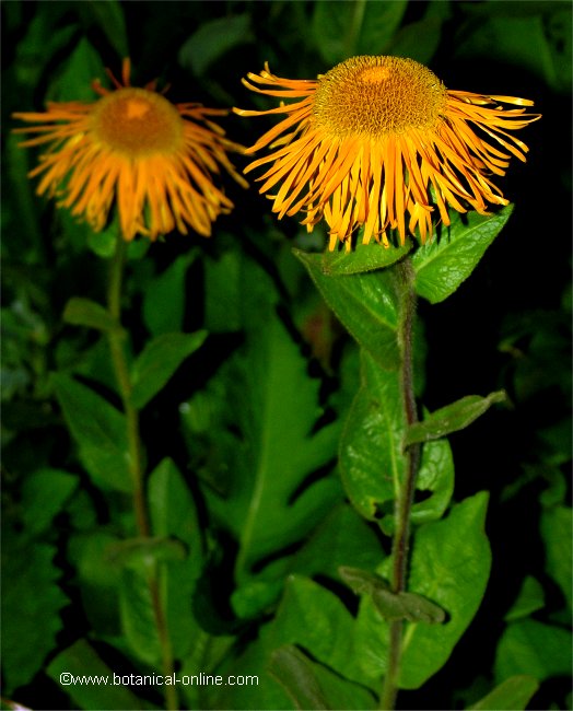 Flower contest june of 2014