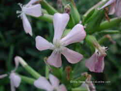 Common soapwort flowers 