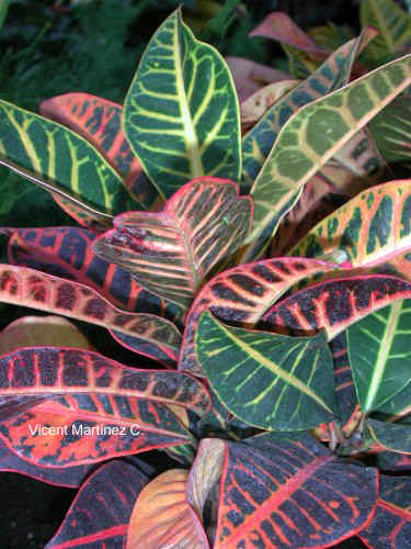 CROTON PLANT