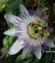 Passion flower