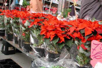 Poinsettia bracts