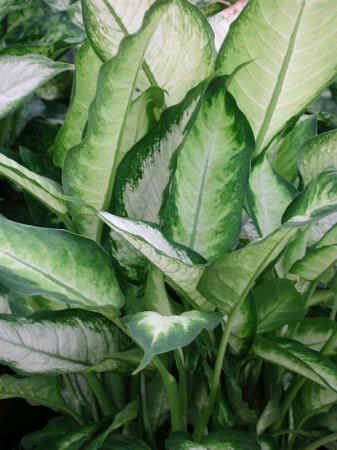 Photo of dieffenbachia