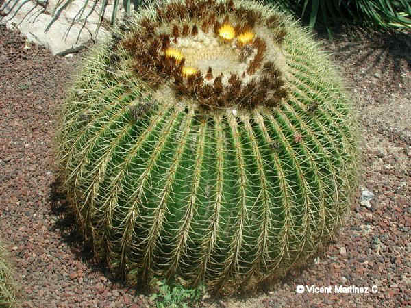 BARREL CACTUS