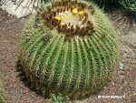 Barrel cactus (Echinocactus grusonii )