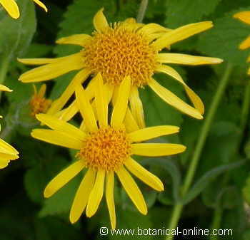 arnica