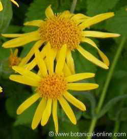 flores arnica